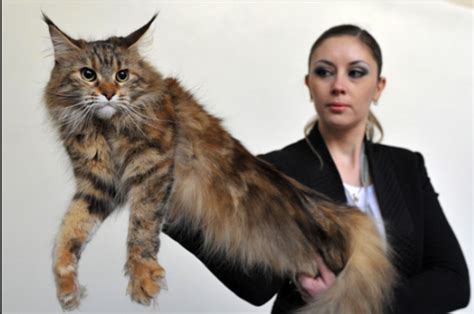 K­a­z­a­k­i­s­t­a­n­’­d­a­ ­k­e­d­i­ ­f­u­a­r­ı­ ­-­ ­S­o­n­ ­D­a­k­i­k­a­ ­H­a­b­e­r­l­e­r­